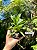 Cattleya alaorii - Exemplar Único refMTSALR04 - Imagem 3