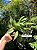 Cattleya alaorii - Exemplar Único refMTSALR04 - Imagem 2