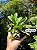 Cattleya alaorii - Exemplar Único refMTSALR04 - Imagem 1