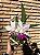 Cattleya Walkeriana Semi Alba Flamea Tokutsu - Exemplar Único ref 1056 - Imagem 5