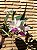 Cattleya Walkeriana Semi Alba Flamea Tokutsu - Exemplar Único ref 1056 - Imagem 4