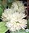 Dendrobium purpureum albo - Adulto - Imagem 1