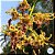 Dendrobium Spectabile -  Adulto - Imagem 1