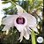 Dendrobium Anosmum Coerulea - pre Adulto - Imagem 2