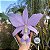 Cattleya Nobilior Coerulea - Adulta - Imagem 1
