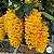 Dendrobium Densiflorum - Pré Adulto - Imagem 1