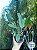 Cattleya Dolosa var. tipo  (Cattleya walkeriana x Cattleya loddigesii) - Adulta - Imagem 2