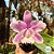 Cattleya Dolosa var. tipo  (Cattleya walkeriana x Cattleya loddigesii) - Adulta - Imagem 1