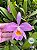 Cattleya Eldorado var. venosa - concolor - CORTE 4 BULBOS - Imagem 1