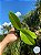 Phalaenopsis Equestris x Doritis pulcherrima -  ADULTA. - Imagem 3