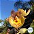 Catasetum Orchidglade 'Davie Ranches’ - Adulto - Imagem 1