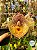 Catasetum Orchidglade 'Davie Ranches’ - Adulto - Imagem 3