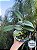 Cattleya Walkeriana Tipo - Adulta - Imagem 1