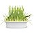 Graminha Ipet Green Digestive Grass para Gatos - Imagem 2