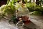 Meleira De vidro borossolicato C/ Pegador E Tampa Bee 470ml - Imagem 2