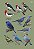 Livro Aves do Sudeste do Brasil - Guia de Identificação (2ª Edição) - Imagem 3
