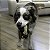 KONG SNUZZLES MINI - Imagem 4