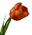 Haste Tulipa Cores Sortidos - Imagem 3
