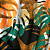 Viscolycra Estampada - Costela de Adão Laranja e Verde - Imagem 3