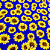 Tricoline Estampado 100% Poliéster - Girassol Fundo Azul - 1,50m de Largura - Imagem 1