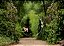 Floresta - Imagem 1