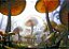Alice - Imagem 1
