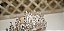 Tiara Strass - Imagem 2