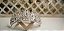 Tiara Strass - Imagem 1