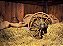 Cowntry - Imagem 1