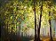 Floresta - Imagem 1