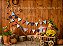 Festa Junina - Imagem 1
