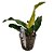 Planta Para Aquarios Anubia sp. Gabon - Chácara Takeyoshi - Imagem 1
