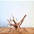 Raiz Natural Para Decoração de Aquários - Ocean Tech - Imagem 3
