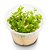 Planta Para Aquário Phyllanthus fluitans - AquaPlante - Imagem 3