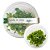 Planta Para Aquário Phyllanthus fluitans - AquaPlante - Imagem 1