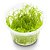 Musgo Para Aquário Taxiphyllum sp. 'spiky moss' - AquaPlante - Imagem 4