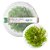 Musgo Para Aquário Taxiphyllum sp. 'spiky moss' - AquaPlante - Imagem 1