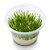 Musgo Para Aquário Taxiphyllum sp. 'Flame' (Flame Moss) - AquaPlante - Imagem 4