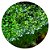 Musgo Para Aquário Riccardia chamedryfolia In Vitro - AquaPlante - Imagem 2