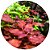 Planta Para Aquário Ludwigia sp. red 'super mini red' In Vitro - AquaPlante - Imagem 2