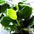 Planta Para Aquário Anubias barteri var. nana In Vitro - AquaPlante - Imagem 5