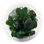 Planta Para Aquário Anubias barteri var. nana In Vitro - AquaPlante - Imagem 3