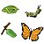 Ciclo de Vida da Borboleta - Imagem 1
