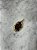 Colar Personalizado Animal Print - Imagem 13