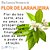 Essência Aromática de Flor de Laranjeira 10ml - Imagem 7