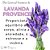 Essência Aromática de Lavanda Provence 10ml - Imagem 7