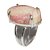 Anel Cabochão Oval Rodocrosita Tamanho G Garra Prata 950 - Imagem 2