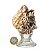 01 Rosa do Deserto Grande Extra Com Base 350 a 500g Classe A - Imagem 10