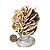 01 Rosa do Deserto Grande Extra Com Base 350 a 500g Classe A - Imagem 7