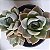 Graptoveria Fantome-Tamanho pote 11 - Imagem 1